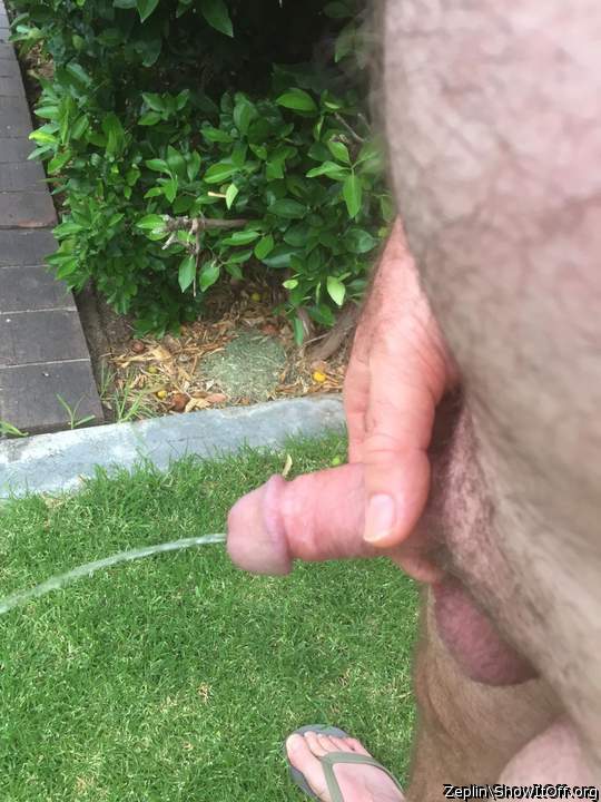 Pissing on the back lawn 3