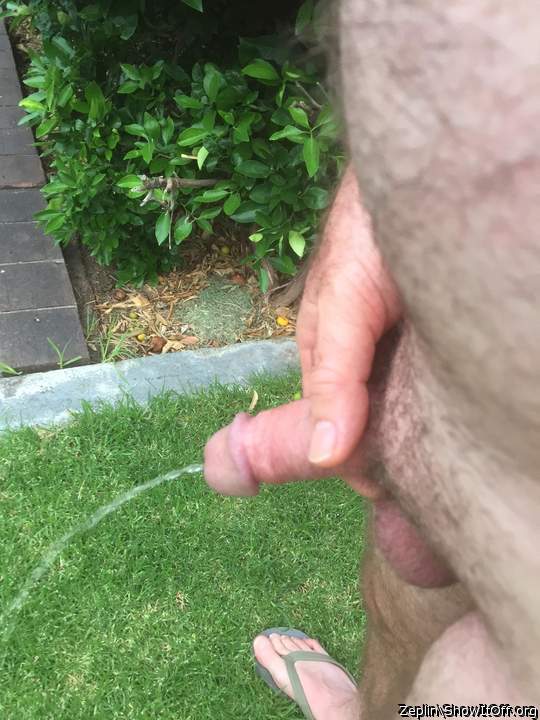 Pissing on the back lawn 4