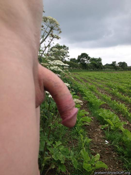 cock out in the countryside