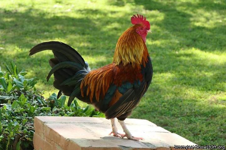 A fine looking cock !!