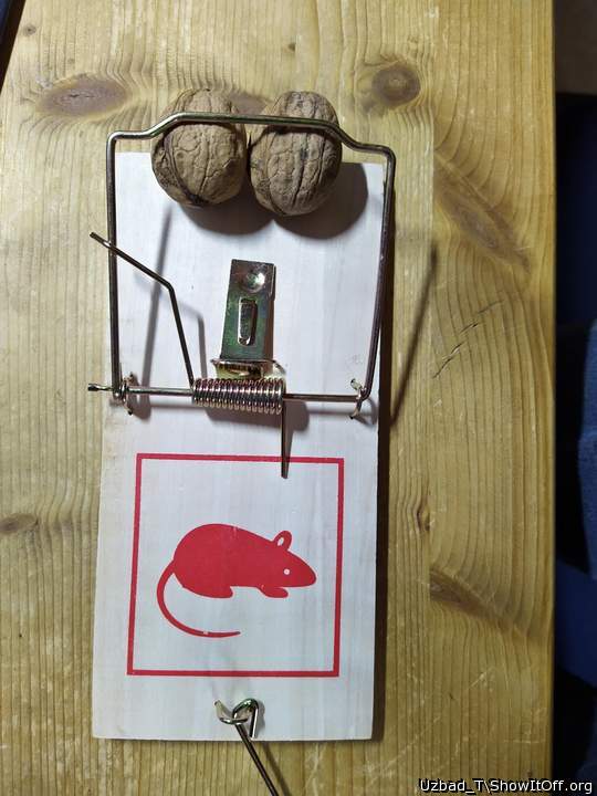 Nuts in rat trap