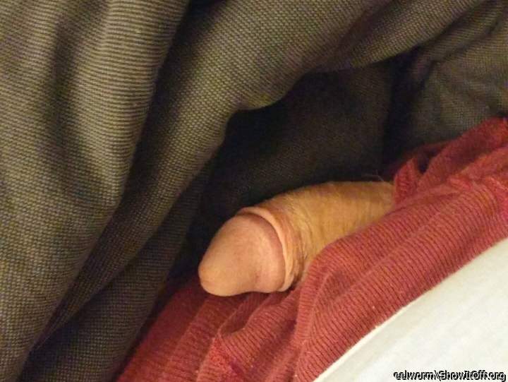 Adult image from eelworm