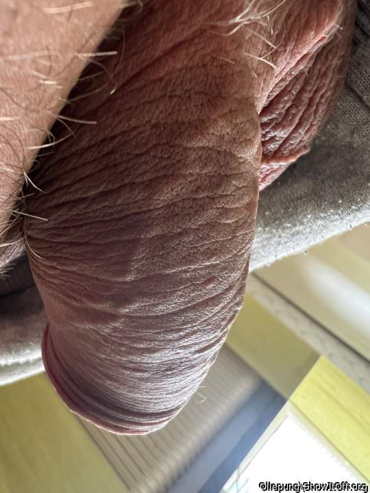 Adult image from Ollepung