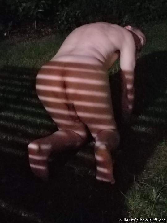 Adult image from Willeum