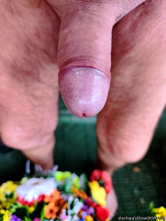 Adult image from dischwa