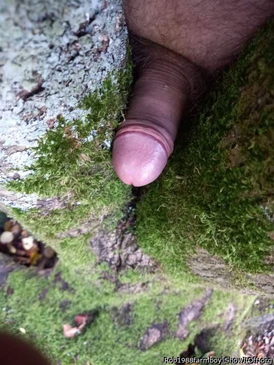 Hansome cock on some tree moss.  I bet it feels cool.  Did y
