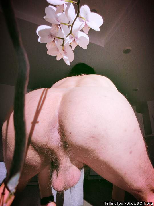 Adult image from TellingTom