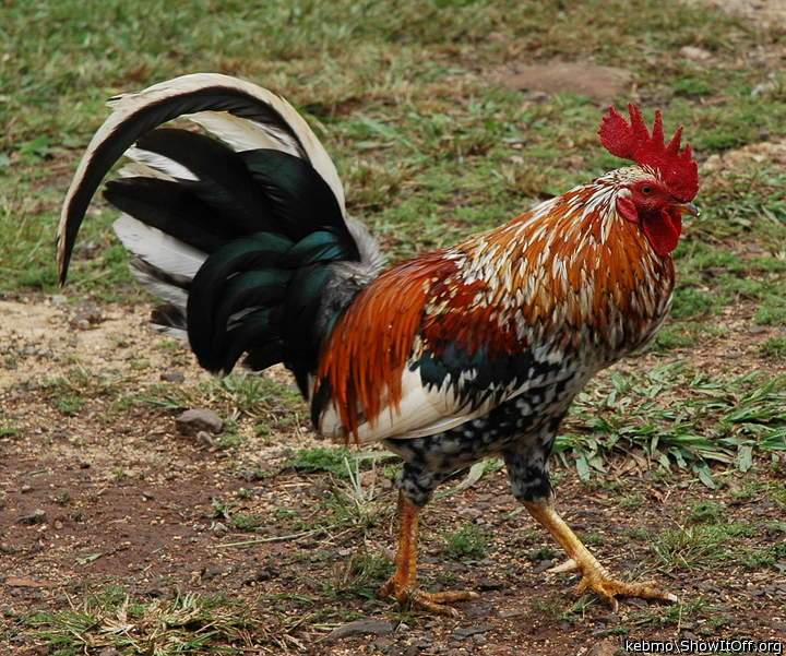 My cock!