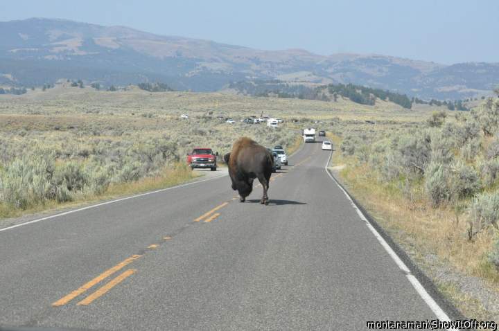 Went there in middle school and saw so many buffalo blocking