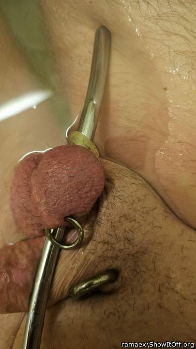 10 mm sound through the scrotum