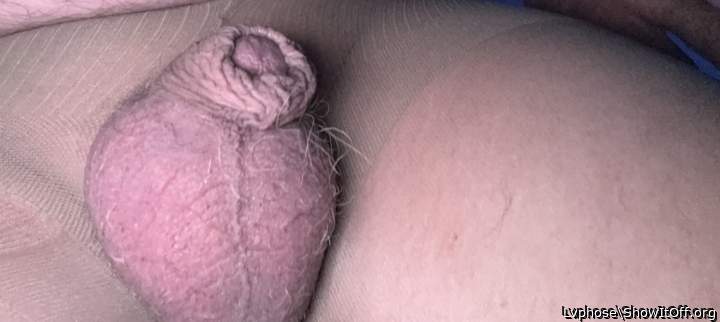 Adult image from Lvphose