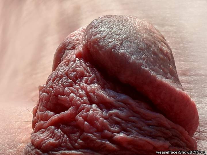 Great photo - Awesome Cock!   