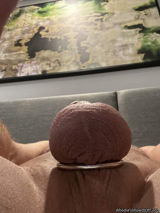 Adult image from Rhodie