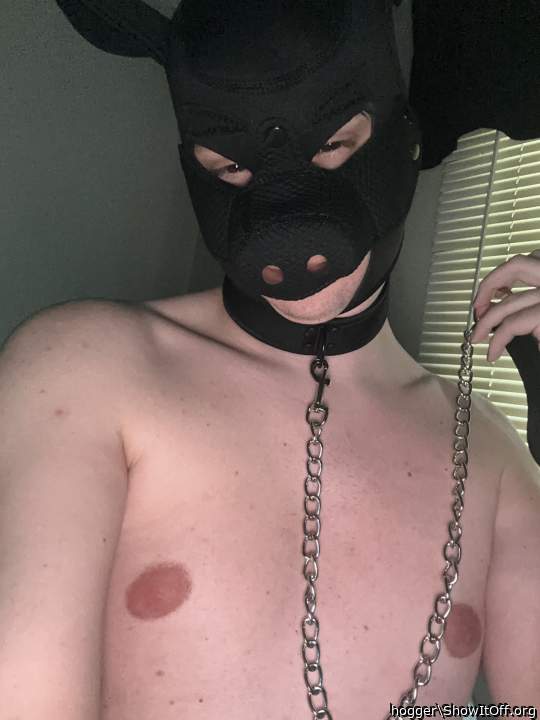 Hello everyone, I�m Hogger 🐷