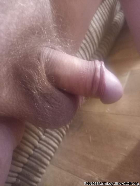 sweet hairy balls an unhooded glans!   