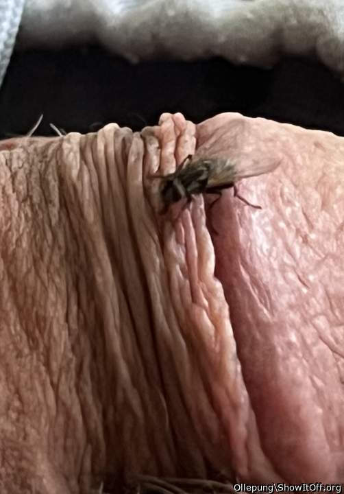 Adult image from Ollepung