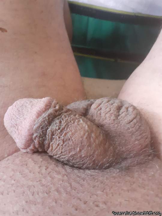 Adult image from Guarrella