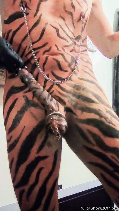 Pierced tiger cock!