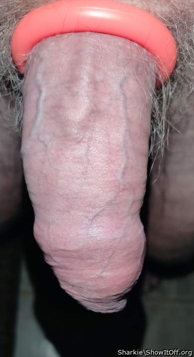 Adult image from Sharkie