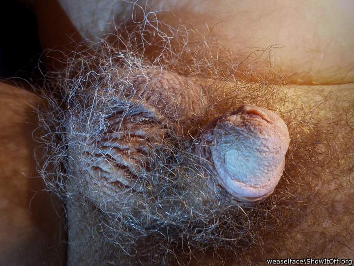 sweet hairy scrotum 