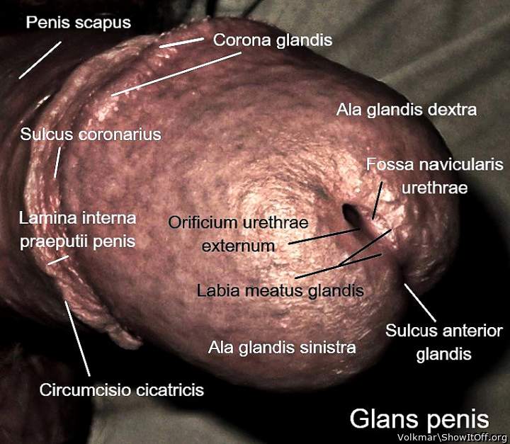 Male Anatomy 2