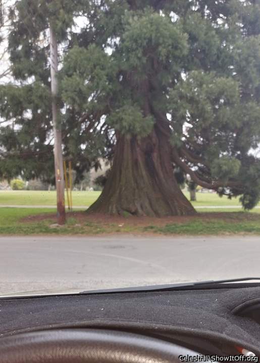 Tree Hugger's Special. Who said, "Fat Bottom Girls Make the World Go Around?"