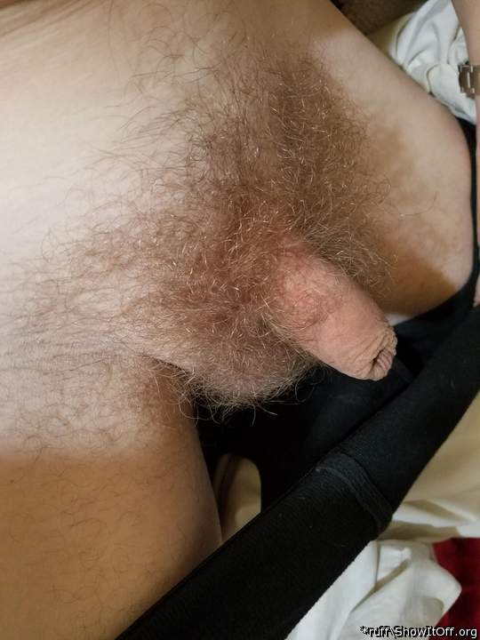 Beautiful hairy uncut cock