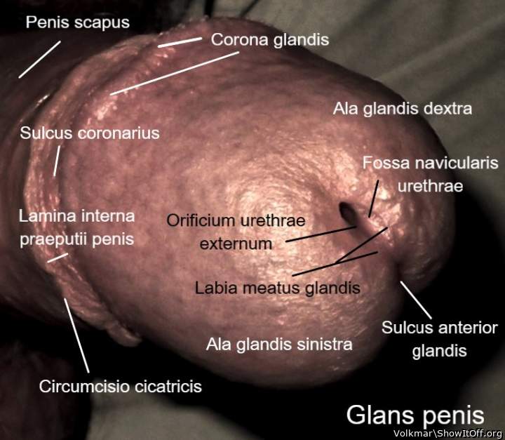 Male Anatomy2