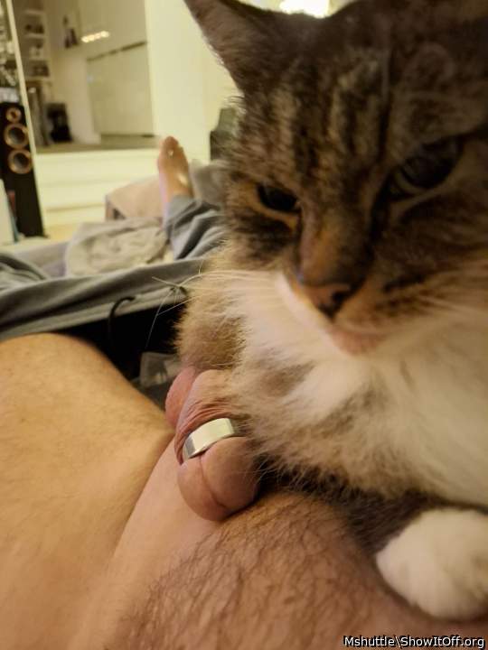 Adult image from Mshuttle