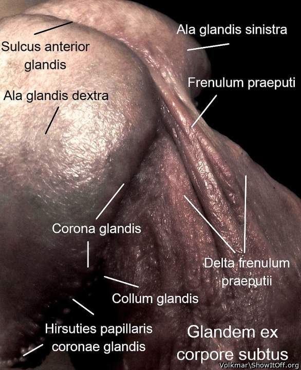 Male Anatomy 3