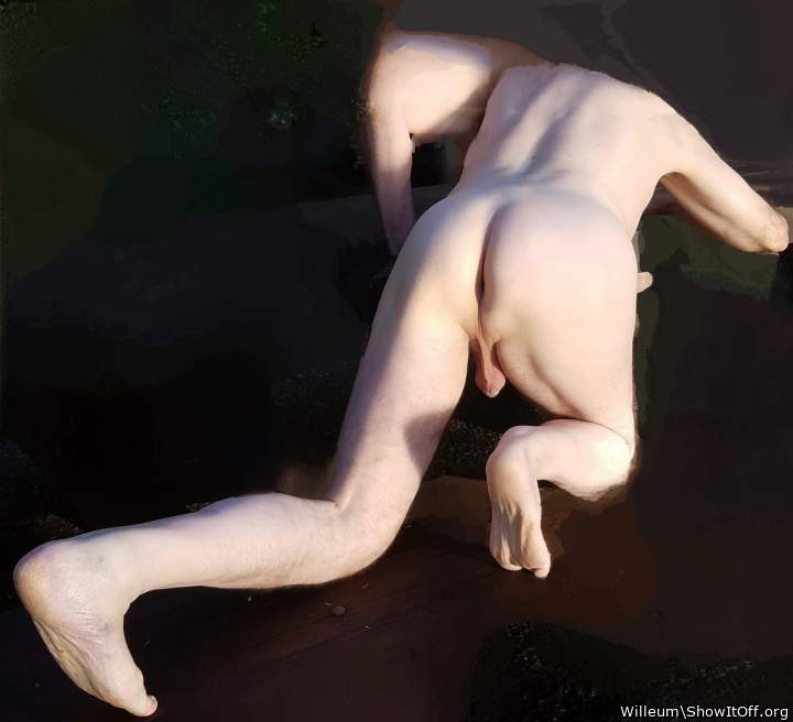 Adult image from Willeum