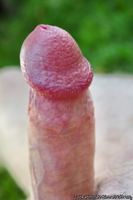 Summer Cock No. 1