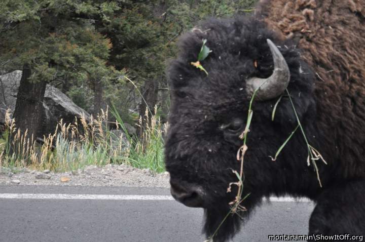 Adult image from montanaman