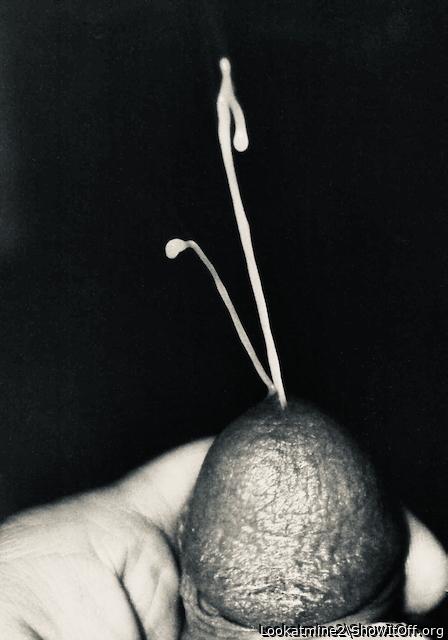 Forked Cumshot