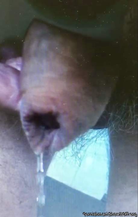 Adult image from Cornishman