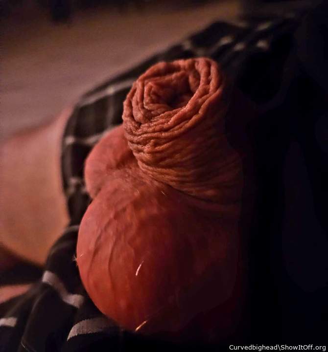 Adult image from Curvedbighead