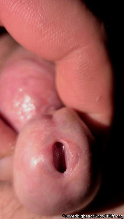 Adult image from Curvedbighead