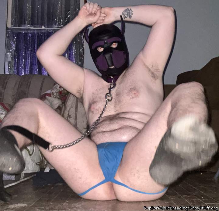 Adult image from PupForPublicBreeding