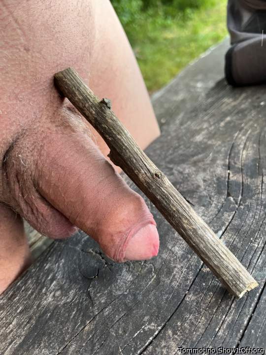 Adult image from Tommotino