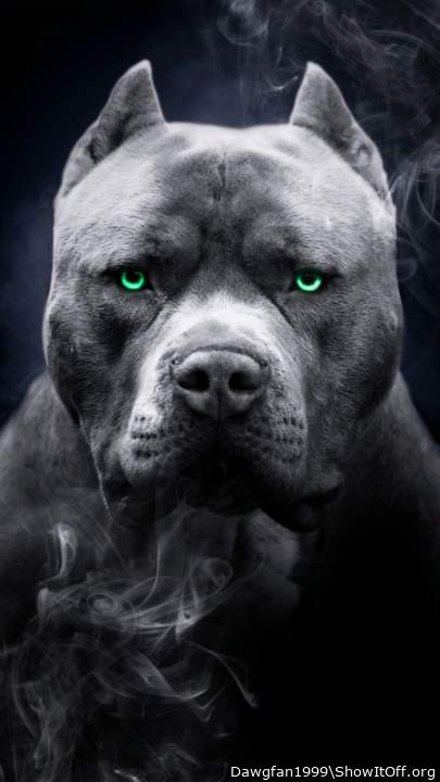 Pitbulls Rule