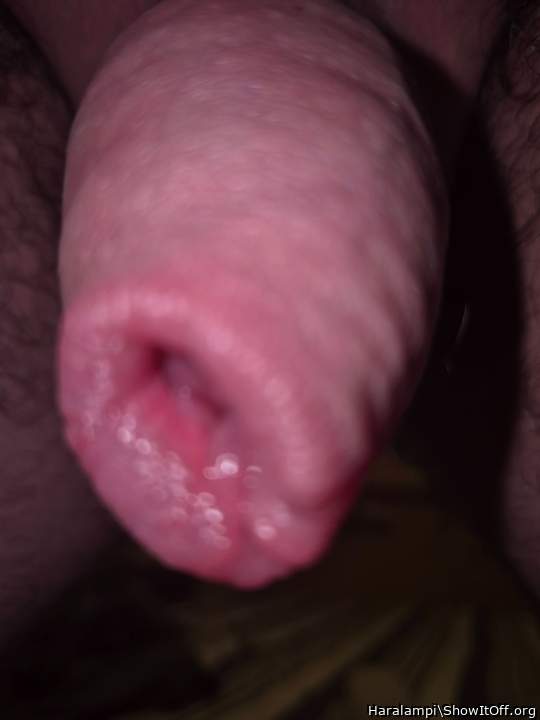 Adult image from Haralampi