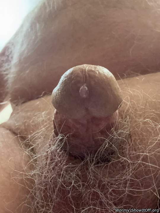 Adult image from Wormy