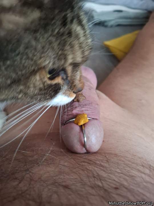 Adult image from Mshuttle