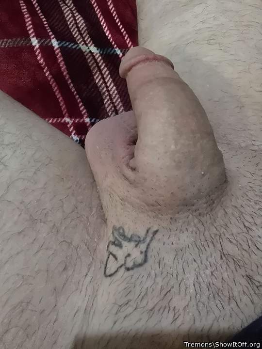 Adult image from Tremons