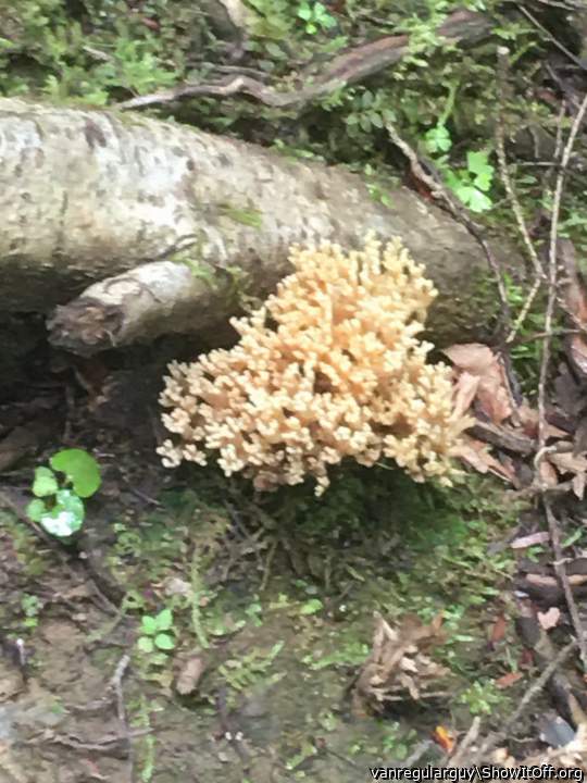 Unusual plant on hike