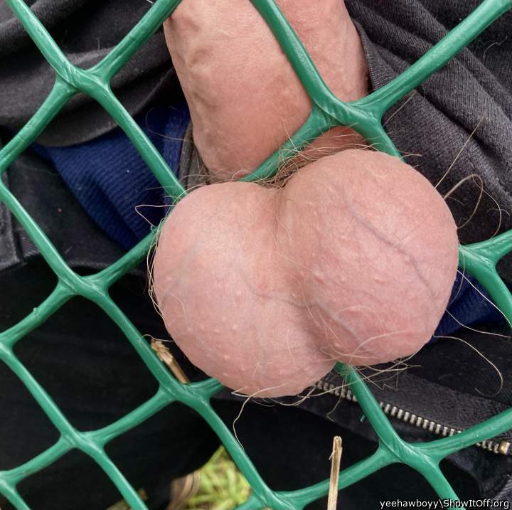 Got my fat nuts stuck in the fence again &#128563;