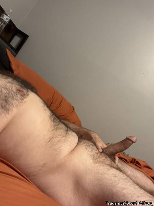 Adult image from Tragamus