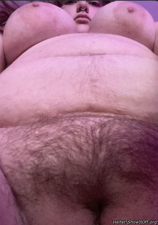 Cow belly and udders