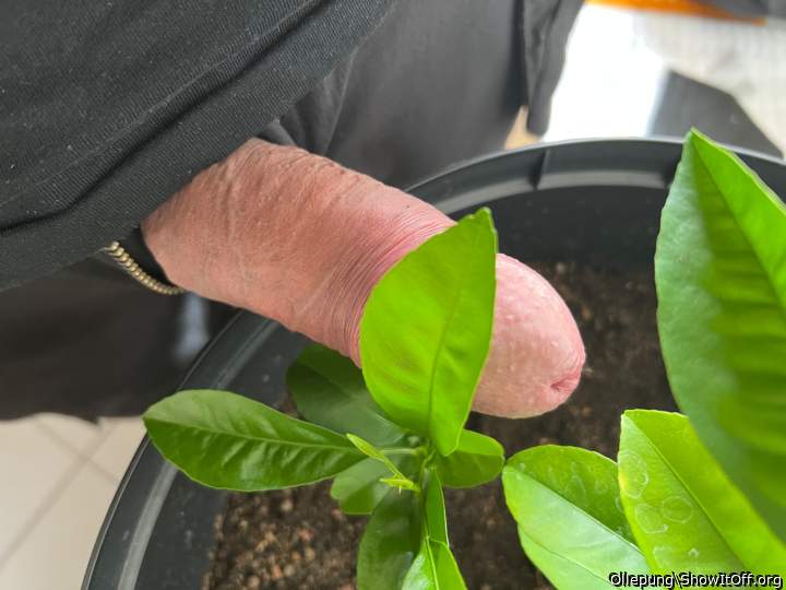 Adult image from Ollepung